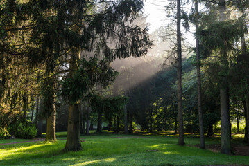 Sun's rays break through the thick canopy of trees in the dark forest - 704306341