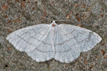 Closeup on the Common White Wave geometer moth, Cabera pusaria with open wings