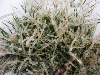 An amazing tangle of grass covered with icy rain.