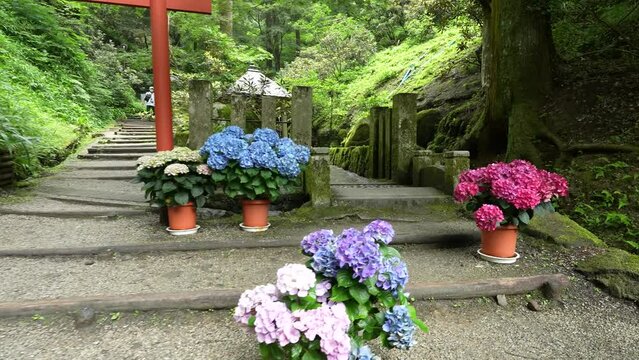岡寺・奥之院紫陽花回廊の紫陽花
