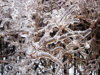 Icy rain covered the fragile branches with an icy pattern