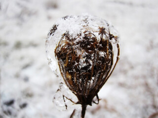 Icy rain covered the plant like a crown