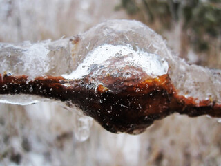 Icy rain turned a tree branch into a fantasy