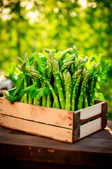 asparagus harvest in a box in the garden. Selective focus.