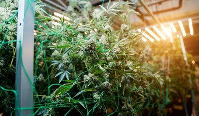 Premium cannabis plants in a greenhouse ready for harvest.
