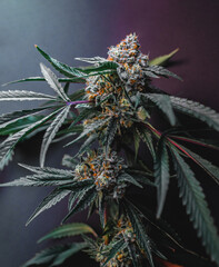 Beautiful cannabis big bud on the dark grey background