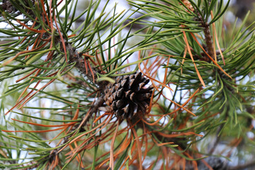 Pine cones are already without nuts by winter,