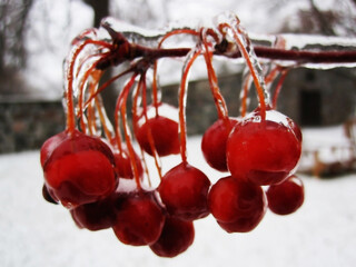 Red hawthorn berries after an icy rain