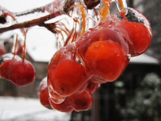 Frozen red hawthorn berries after an icy rain