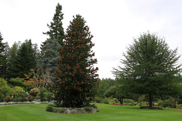 Fototapeta na wymiar A blooming araucaria covered with stunningly thick needles. and flowers in the Butchart Garden