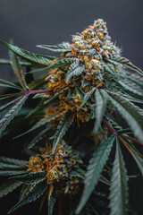 Beautiful cannabis big bud on the dark grey background