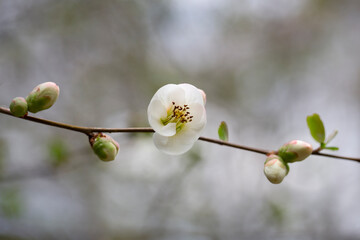 Close up White flowers of Japanese Quince. Floral spring background, selective focus