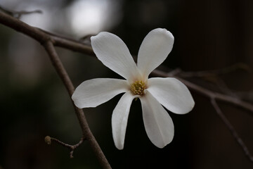 Fototapeta na wymiar blossoming Magnolia kobus flower close-up in spring.
