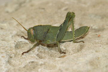 Closeup on a nymph juvenile of the large Egyptian locust, Anacridium aegyptium in the Mediterranean