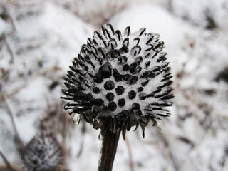Thistle flower under the snow
