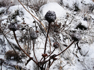 Thistle bush under the snow
