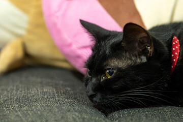 眠い猫
