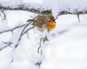 Robin bird sitting on a snow covered bush