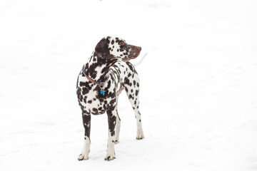 The dog breed Dalmatians in winter, the snow stands and looks beautiful. lovely dalmatian dog. Portrait of a pretty male dog in winter outdoors