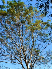 trees in the sky