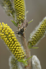 Vertical closeup on a male red-bellied minder solitary bee, Andrena ventralis, on yellow pollen of white willow, Salix alba