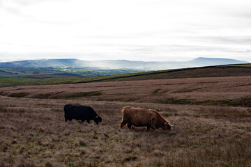 Highland cattle grazing on Settle moorland, Yorkshire Dales.