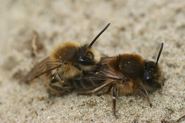 Closeup on a male and female spring mining bee Colletes cunicularius, in copulation during spring