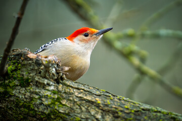 Red-bellied Woodpecker perched on tree branch in forest