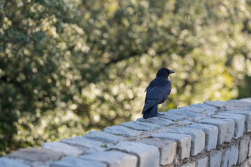 Black raven bird in spring in city park