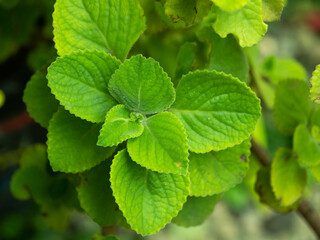 Top view of Oregano plant with it's young leaves. Oregano as herbs for flavor and medicine.