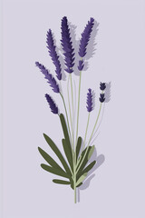 Naklejka premium Wedding invitations set with lavender flowers. Medical and aroma lilac herb botanical drawing 