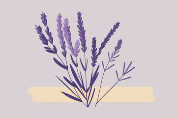 English lavender and true lavender also garden lavender, common and narrow-leaved lavender.Vector illustration isolated on white background. For template label, packing, web, menu, logo, textile, icon