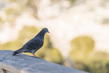 Pigeon sitting in city park in spring closeup