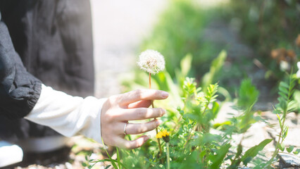 Woman hand with Dandelion flower on spring season