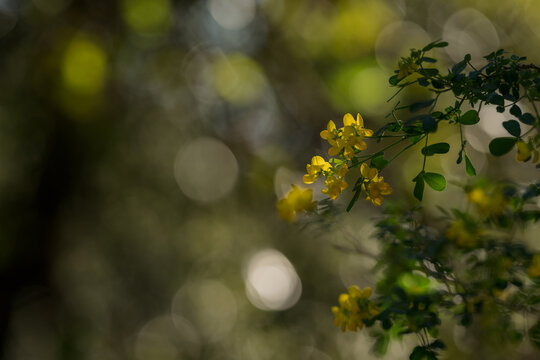 yellow crown vetch flowers closeup