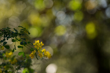 Obraz premium yellow crown vetch flowers closeup