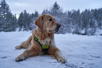 A young female golden retriever is resting on the snow-covered balcony of a cabin in Norway