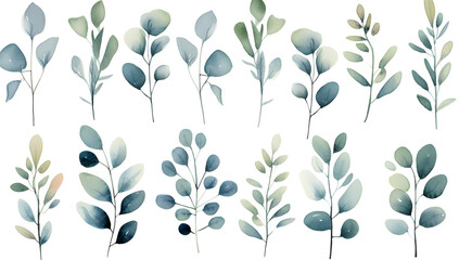 Watercolor green eucalyptus plants set on white background