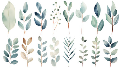 Watercolor green eucalyptus plants set on white background - obrazy, fototapety, plakaty
