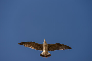 Big seagull flying in sky over mediterranean coast with warm light