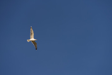 Big seagull flying in sky over mediterranean coast with warm light