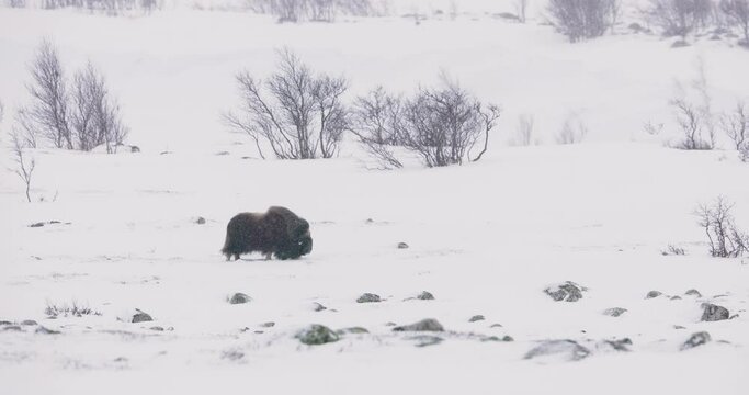 Large musk ox walking in heavy snow blizzard at winter
