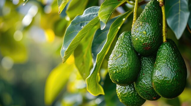 green Hass Avocados fruit hanging in the tree