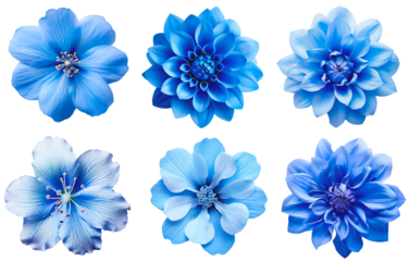 Various blue flowers. Set of blue flowers. Isolated on a transparent background.