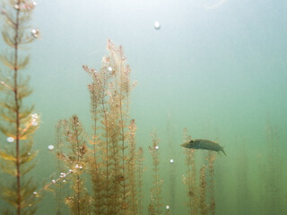 Small Nothern pike underwater with plankton
