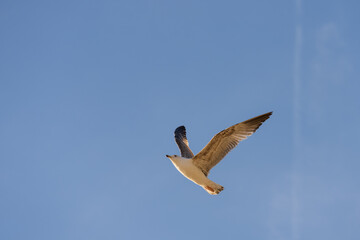 Big seagull flying in sky over mediterranean coast with warm light