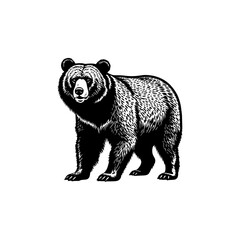 Vector illustration of a bear on white background | Digital art of a bear sketch
