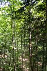 The photo shows a verdant summer forest in a Polish national park, featuring tall trees with lush green leaves, embodying the tranquility and untouched beauty of nature.