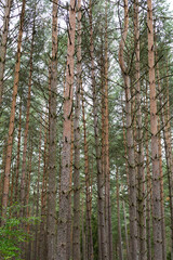 The photo shows a verdant summer forest in a Polish national park, featuring tall trees with lush green leaves, embodying the tranquility and untouched beauty of nature.