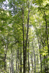 The photo shows a verdant summer forest in a Polish national park, featuring tall trees with lush green leaves, embodying the tranquility and untouched beauty of nature.